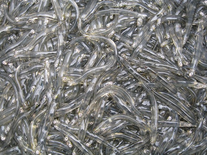 Whitebait season